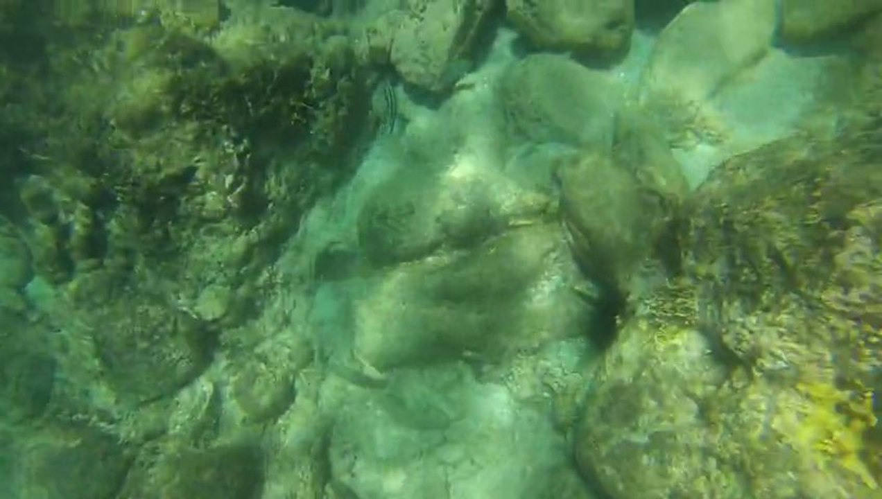 Bouillante reserve cousteau : snorkeling 2/2
