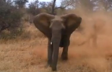 ZAPPING ACTU DU 03/09/2013 - Quand un éléphant charge une Jeep