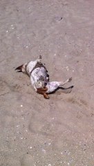 après un bon bain rien de tel qu'un séchage express