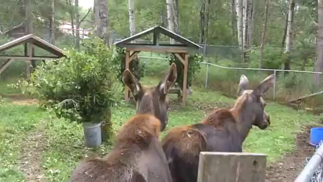 WAF! au FME >Refuge PAGEAU "Les Orignaux"