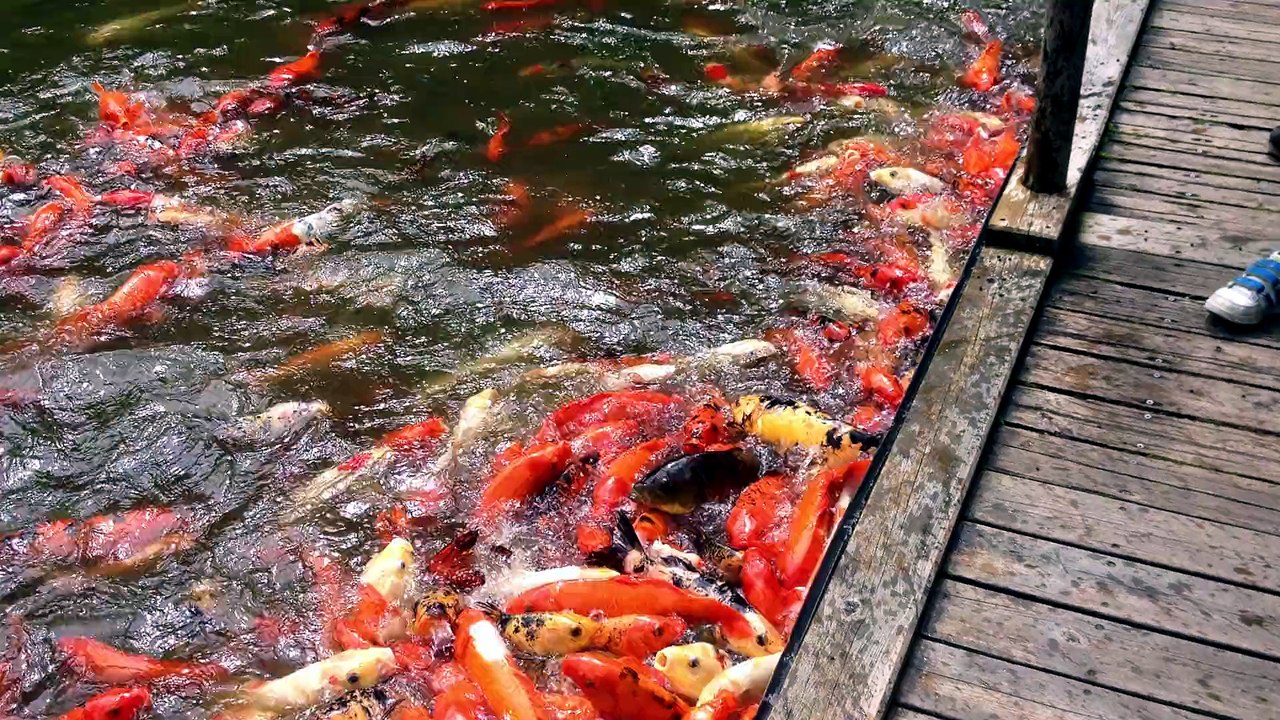 La poiscaille de bienvenue