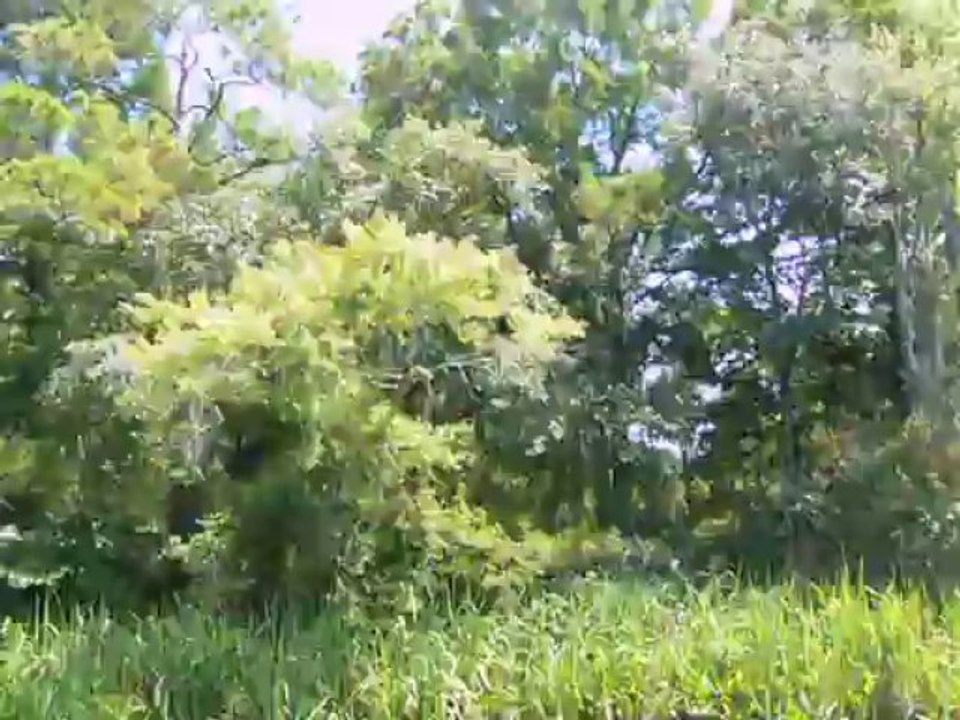 Les  Anciennes  rizieres .