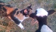 Lazy Pet Tricks (Original) - Performed By Our Pets