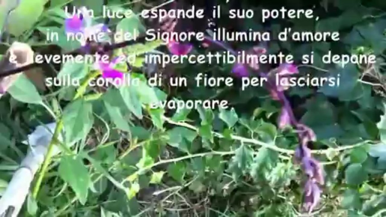 EVANESCENZA ..ADELE VINCENTI