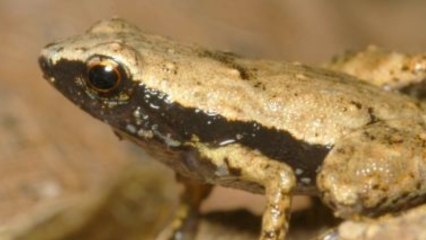 This Tiny Frog Can Hear Through Its Mouth
