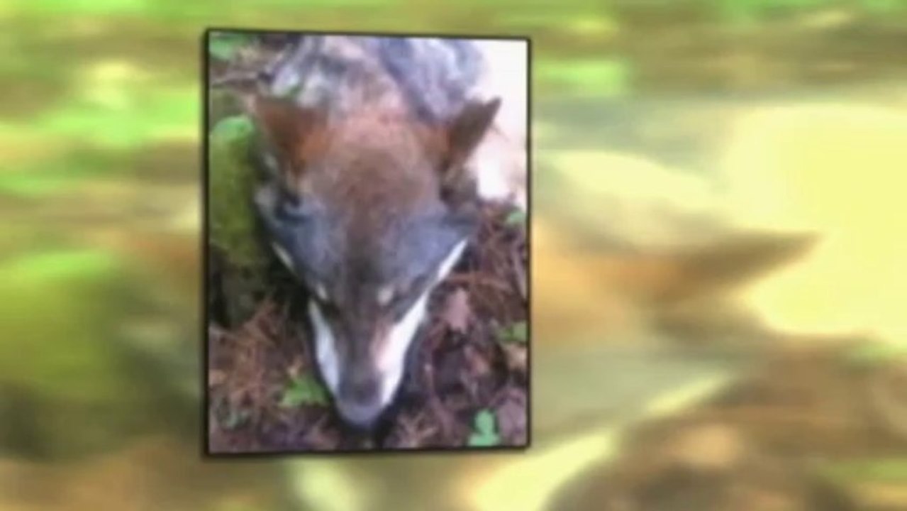 Teen wrenches wolf's jaws from head