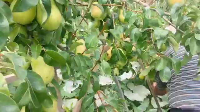 TURKUVAZ YARASA GÜBRESİ UYGULAMALARI