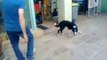 Tsar le chien footballeur : il joue au ballon avec ses pattes avant et sa tête