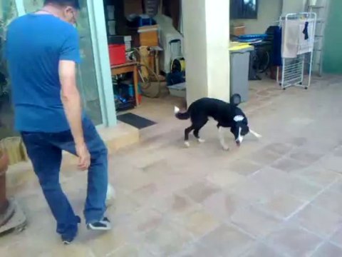 Tsar le chien footballeur : il joue au ballon avec ses pattes avant et sa tête