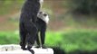 Mating macaques? Nope, dominance display!