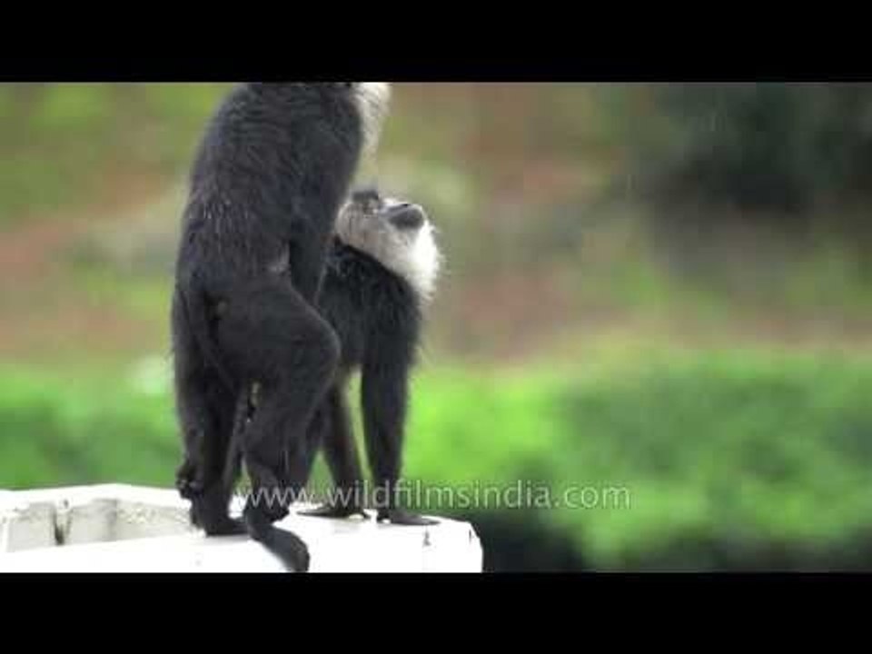 Mating macaques? Nope, dominance display!