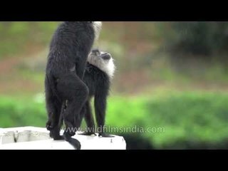 Mating macaques? Nope, dominance display!
