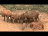 Pigs feeding themsleves from one dish