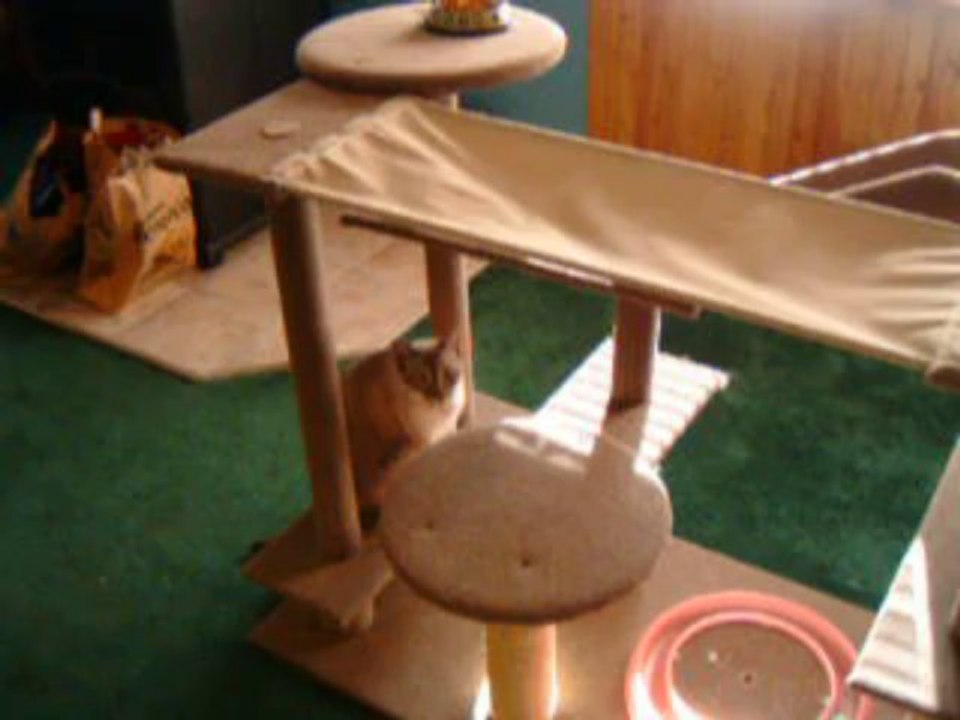 Kitty Jungle Gym (4)