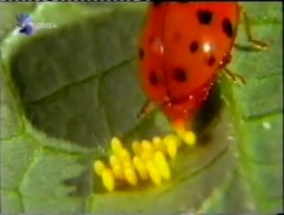 Reproduccion sexual: Diversidad, adaptacion y roles