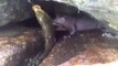 Sneaky Mink Tries to Steal Fish