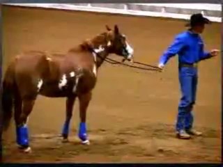 Natural Horsemanship Riding School: Learn various horse training Methods at MyHorseWorld