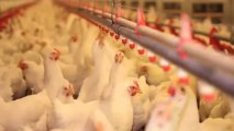 Chicken Rental Offered to Hesitant Home Farmers