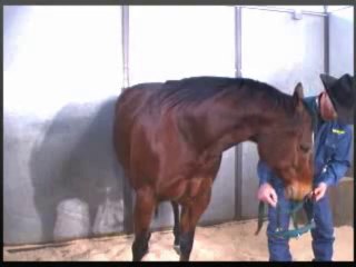 Josh Lyon's Horse Training Programs: MyHorseWorld