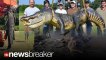 MAJOR GATOR: Amazing Pics of 727 lb Gator Caught by Hunters in Mississippi