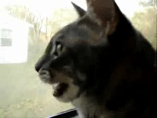 Funny: Cat Barking