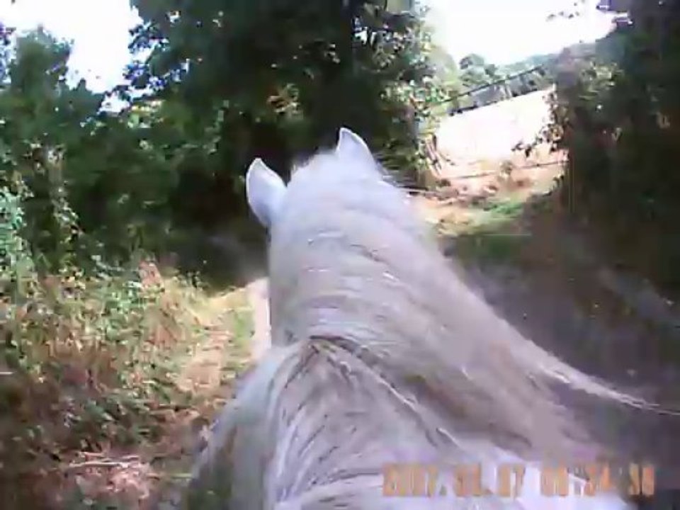 cheval d'équithérapie, l'éthologie au quotidien