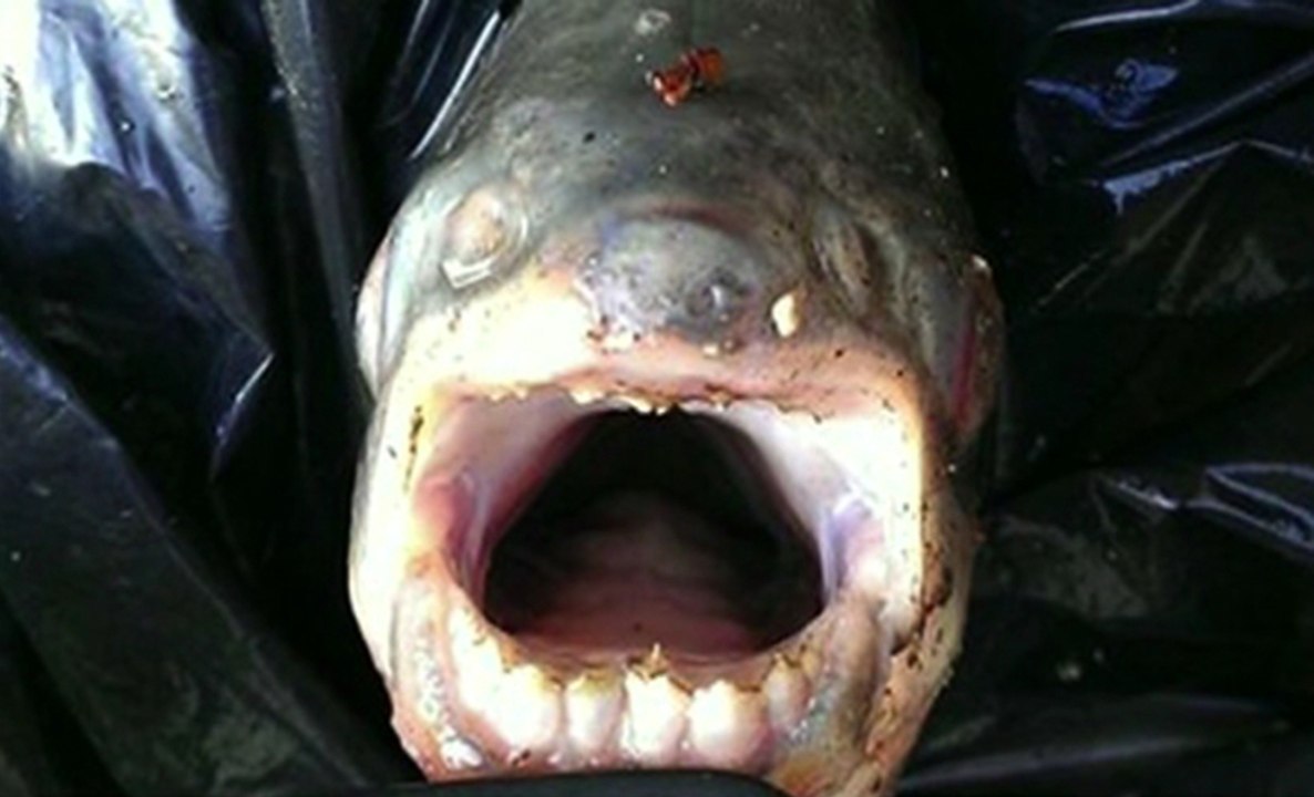 ZAPPING ACTU DU 04/09/2013 - Un cousin du piranha pêché dans la Seine