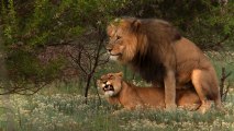 Lion mating ritual up close