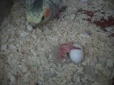 Yavrunun yumurtadan çıkışı