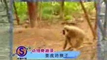 Monkey vs Tiger