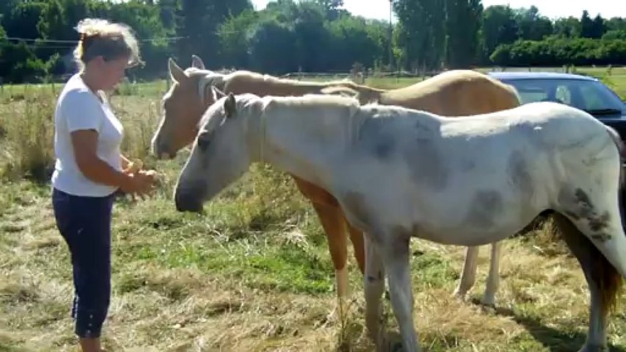 Cody et Country dégustent du pain (4sept2013)