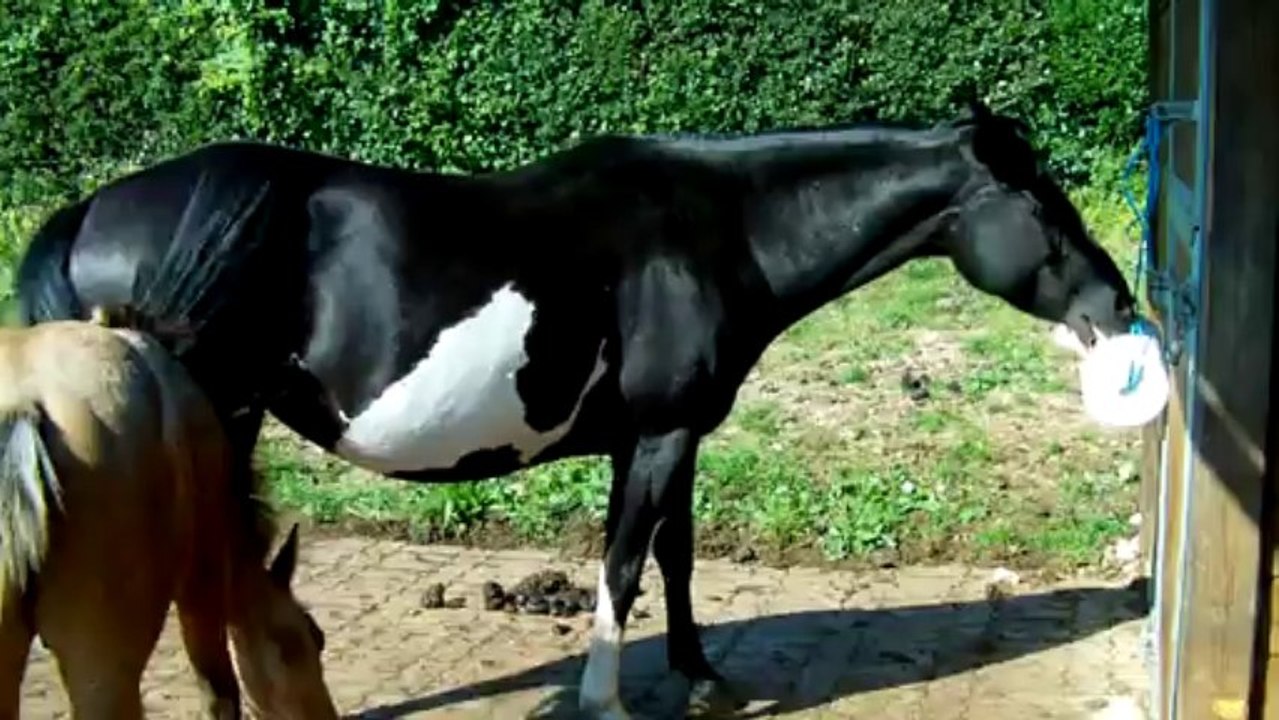 Dollar et loulou ( 29aout2013)