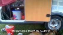 Trois bergers belges en camping