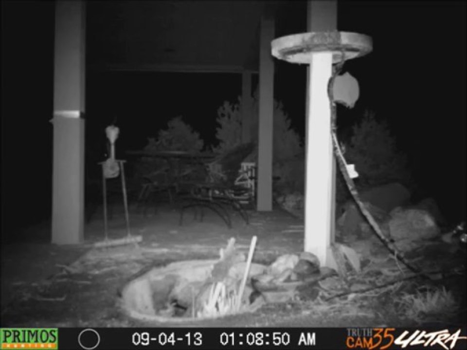 1st Bear Left Thirsty 9/3/13