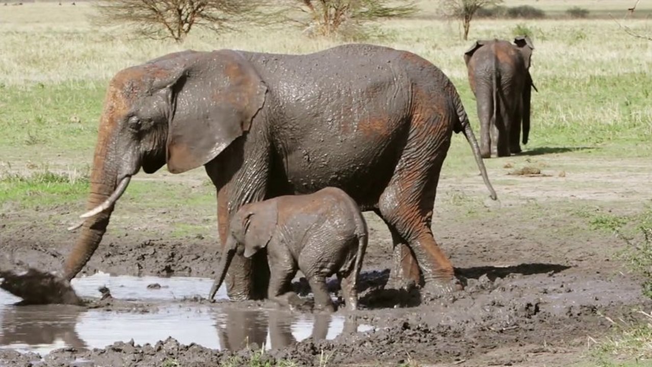 "Africa in 60 sec." Day in the Life of Elephants. Tarangire National Park. Tanzania. Africa. HD