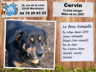 Cervin, croisé berger : adopté