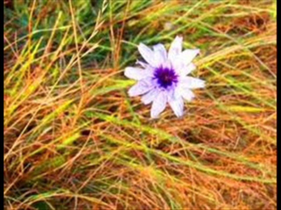 Jolie Môme (Léo Ferré Cover)