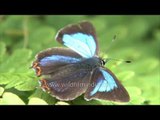 Heliophorus moorei filmed at Landour in Uttarakhand: July 2013