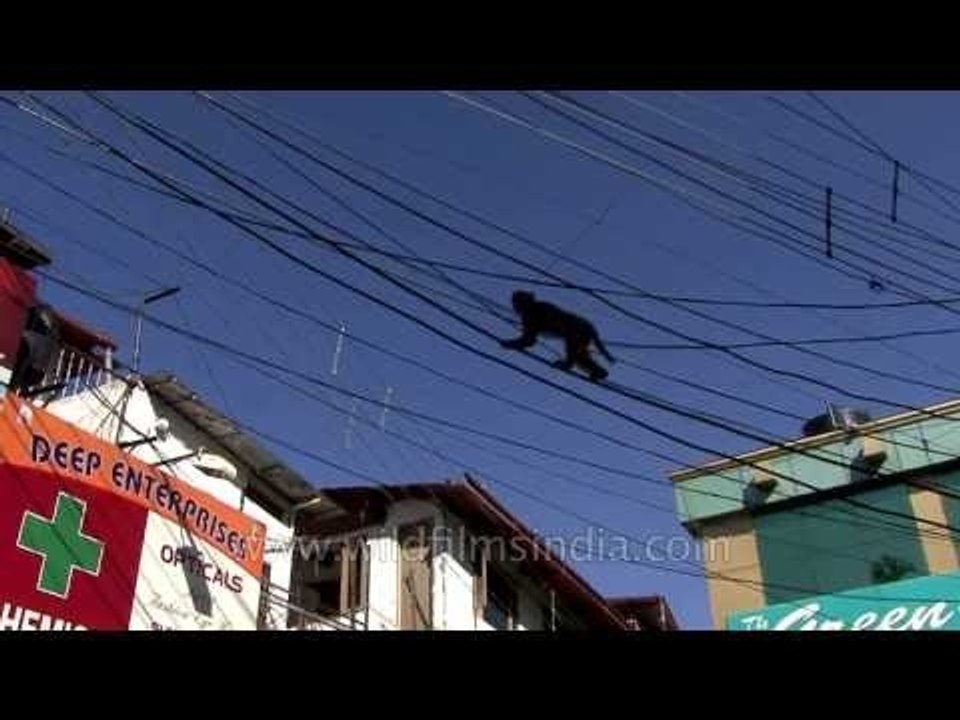 Monkey walking over the electric wires !