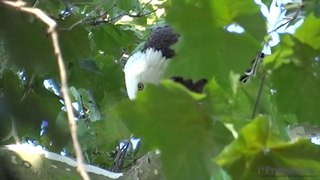 Eagle, Osprey, Blue Heron