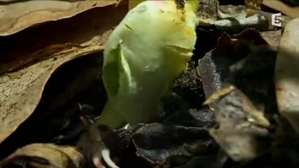 Comment faire pousser une planète - Le pouvoir des fleurs