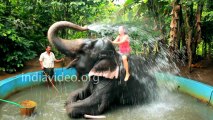 Bath with Elephant ! elephant safari Amazing video