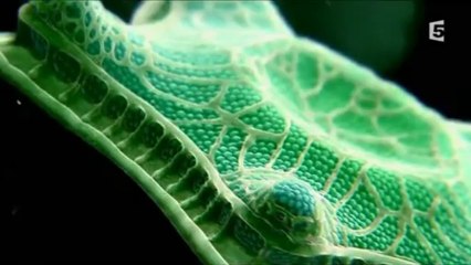 Comment faire pousser une planète - Le miracle de l'herbe