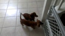 Mini Dachshund dog bath time - So excited!