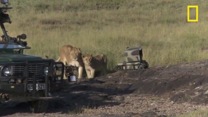 Photographing Lions With Technology