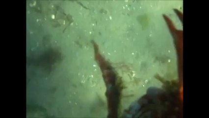 Portivy-2013-araigne-2