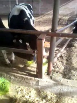 NOVATOM Taze Yem (Ot) Makinaları Süt İnekleri Üzerinde Taze Yeşil Ot Yedirimi ve Hayvanların Yeşil Yeme Karşı Gösterdikleri Tepki İle İlgili Örnek Video 2013 Kayseri