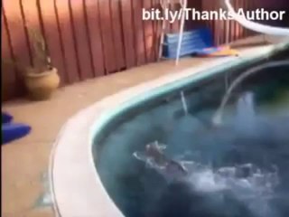 En Komik Eğlenceli Kediler