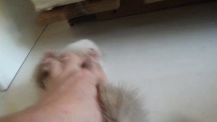 erhman, 9 semaines et 2 jours