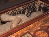 Эксперты исследуют мумию, обнаруженную на чердаке